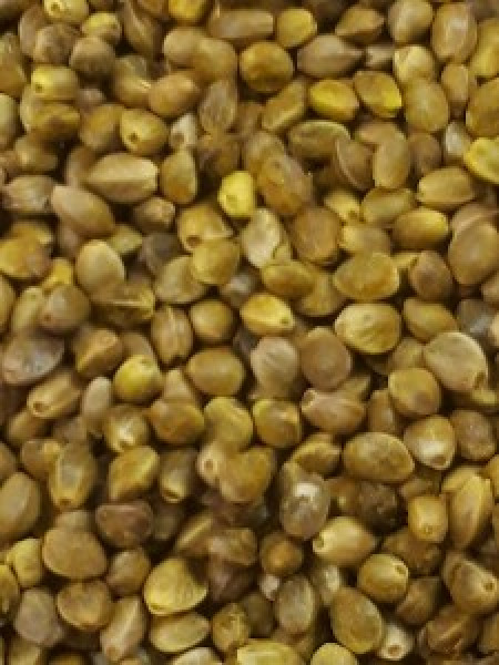 شاهدانه برشته