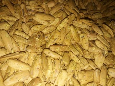 تخمه سناتورگلپر